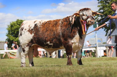 Herbertsherd Issac, breed champion Great Yorkshire Show 2022
